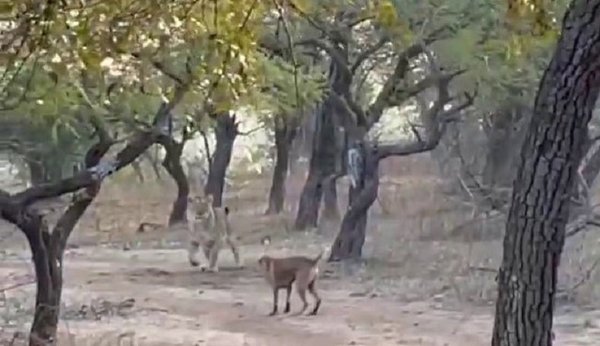 Perro vence a león en enfrentamiento | Noticias Paraguay