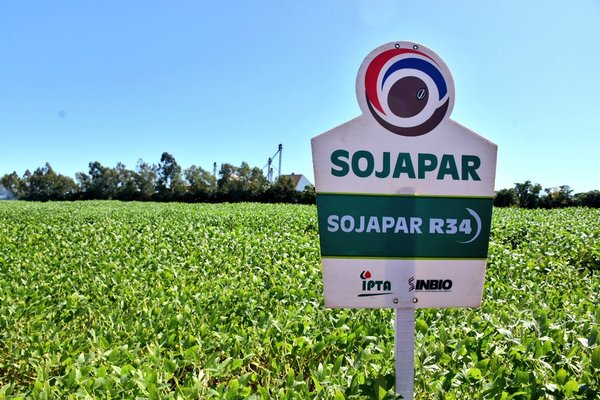 Variedades de soja paraguaya son registradas para su comercialización en el Brasil | .::Agencia IP::.