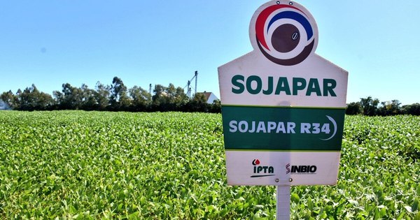 La Nación / Soja paraguaya es registrada para su comercialización en Brasil