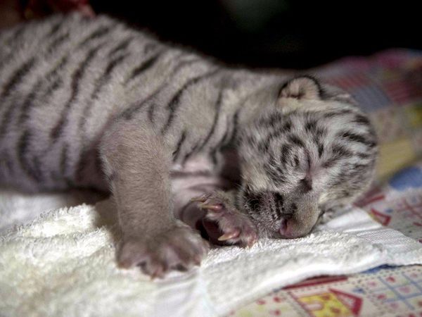 Fallece Nieves, la tigresa blanca nacida hace 15 días en Nicaragua