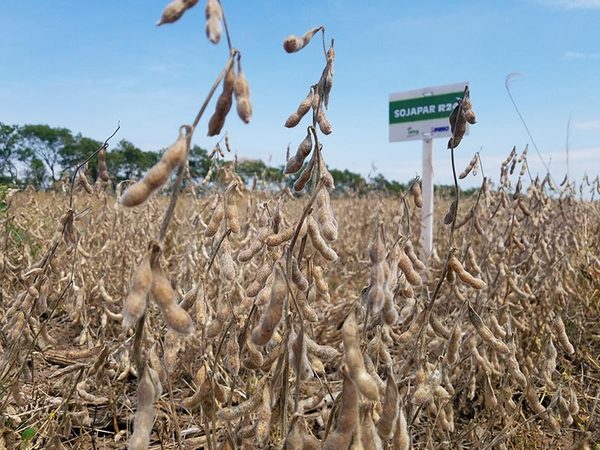 Se registran variedades de SOJAPAR en Brasil y se avanza con Uruguay