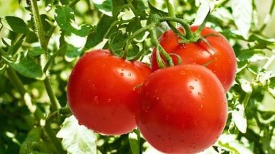 MAG concedió permiso a importadores para el ingreso de tomates » Ñanduti
