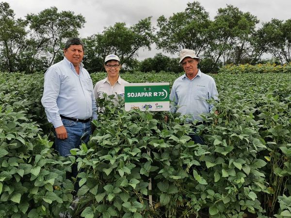 Tres variedades de SOJAPAR fueron registradas para su comercialización en Brasil