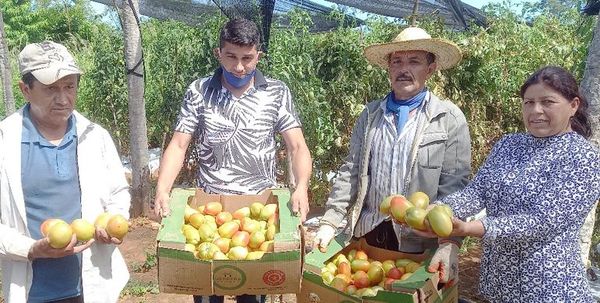 Preocupa a productores concesión de permiso para importar tomates - Nacionales - ABC Color