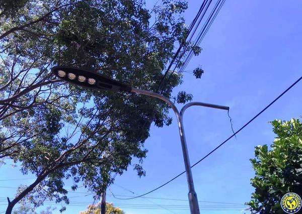 Hurtos y destrozos en el Paseo Corrales de Luque •