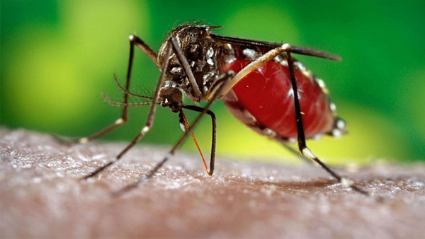 Lucha contra el Dengue: “Multas por no limpiar patio podrían llegar hasta 227 millones”, advierten