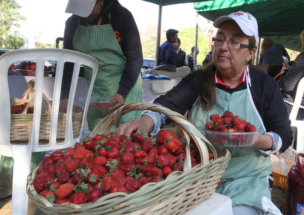 Productoras de Areguá incursionarán en cultivo hidropónico de frutillas | .::Agencia IP::.