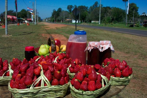 Productoras de Areguá incursionarán en cultivo hidropónico de frutillas | OnLivePy
