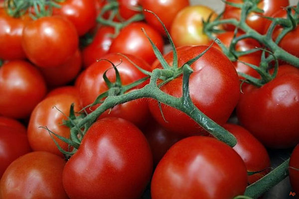 Ministerio de Agricultura libera por cupo la importación de tomates | .::Agencia IP::.