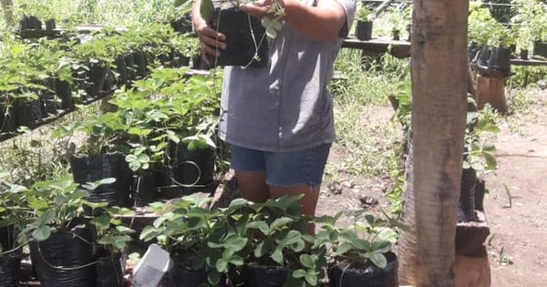 La Nación / Areguá tendrá su primera experiencia en el cultivo hidropónico de frutillas