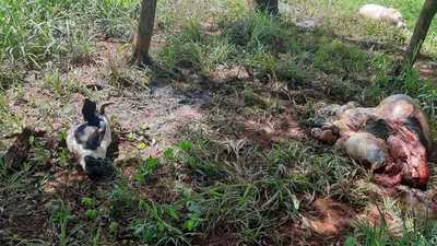 Denuncian abigeato en Hernandarias