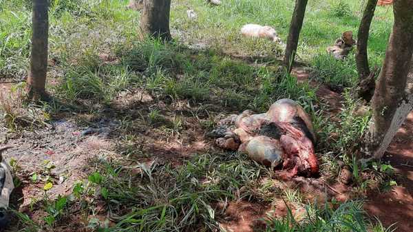 ABIGEOS carnean dos VACAS LECHERAS en Hernandarias