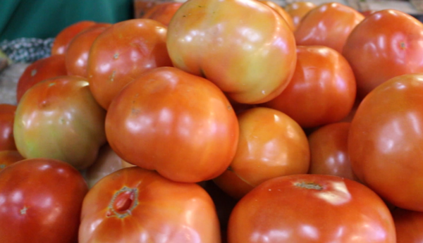 Productores preocupados por permiso del MAG para importar 90 mil kilos de tomate