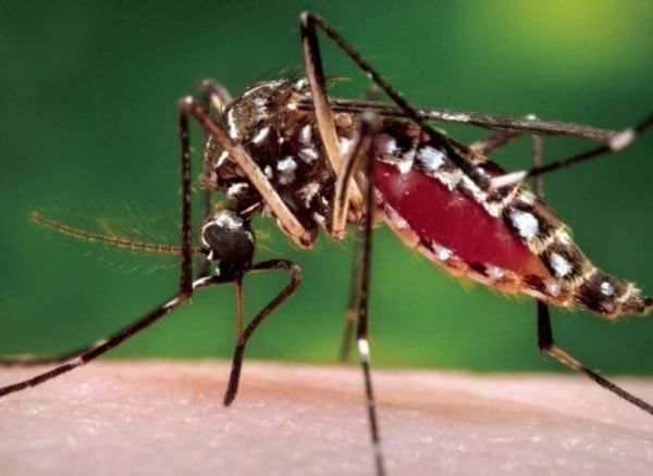 Dengue: piden especial atención  en los niños - Nacionales - ABC Color