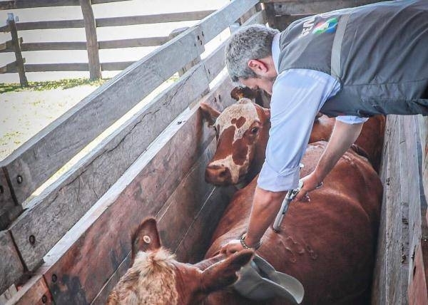 HOY / Hasta las vacas ya se vacunan…