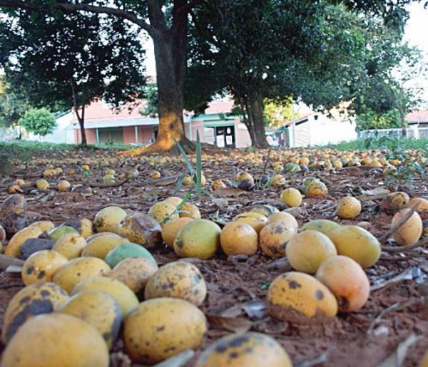 Instan a no desperdiciar y, sacar provecho al mango