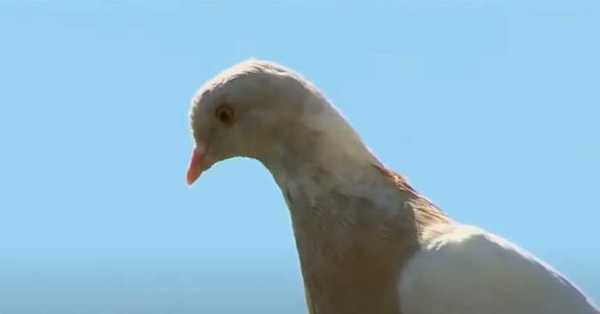 “Joe”, la paloma que Australia quiere matar por cruzar el Océano Pacífico desde Estados Unidos - C9N