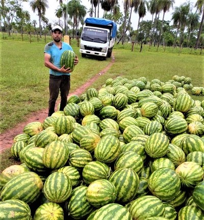 Cliente del CAH obtiene excelente producción de sandías en Horqueta