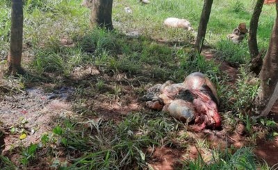 Roban y faenan dos vacas en la Colonia Paso Itá