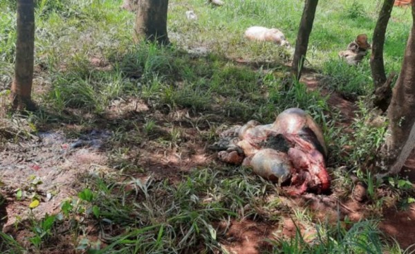 Roban y faenan dos vacas en la Colonia Paso Itá