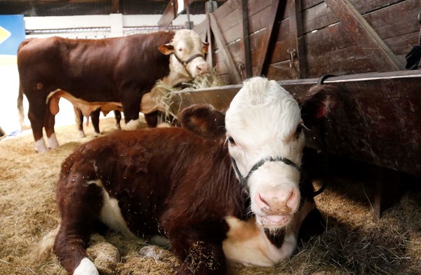 Paraguay lanza vacunación de millones de cabezas bovinas contra la fiebre aftosa - MarketData