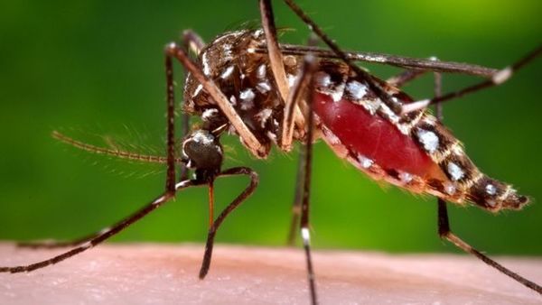 Descubren que una bacteria usada para controlar las poblaciones de mosquitos podría protegerlos contra los pesticidas » Ñanduti