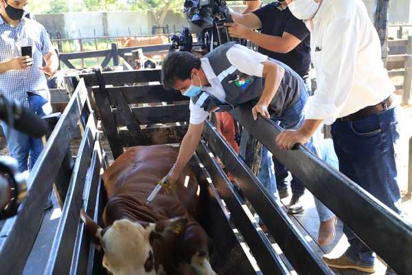 Arrancó oficialmente campaña de vacunación contra la fiebre aftosa y la brucelosis bovina - ADN Digital