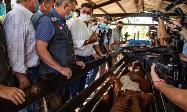 Lanzan primer periodo de vacunación contra Fiebre Aftosa y Brucelosis Bovina