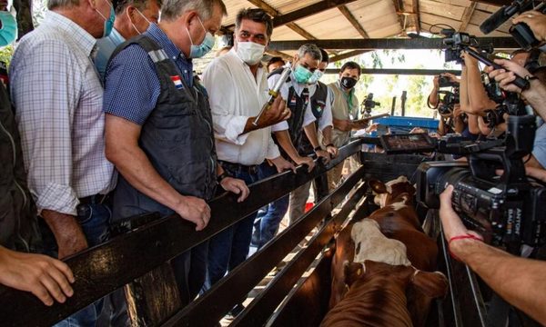 Lanzan primer periodo de vacunación contra Fiebre Aftosa y Brucelosis Bovina