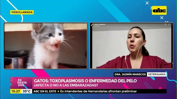 Gatos: Toxoplasmosis o enfermedad del pelo - Ensiestados - ABC Color