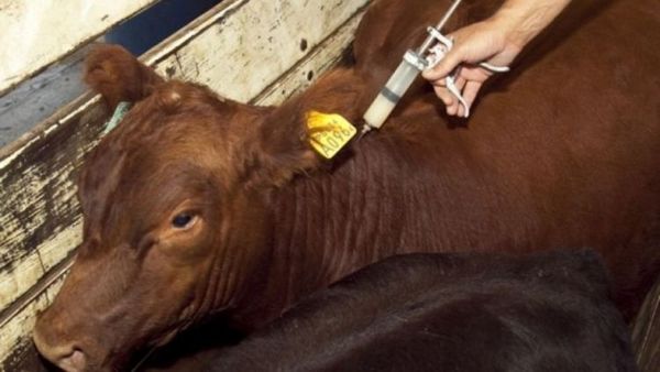 Campaña contra la fiebre aftosa y brucelosis prevé inmunizar a unos 14 millones de animales