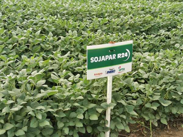 Variedades de soja paraguaya son registradas para su comercialización en Brasil