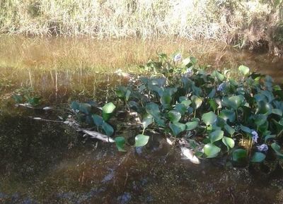 Mades interviene tras denuncia de mortandad de peces en arroyo de Quiindy - Nacionales - ABC Color