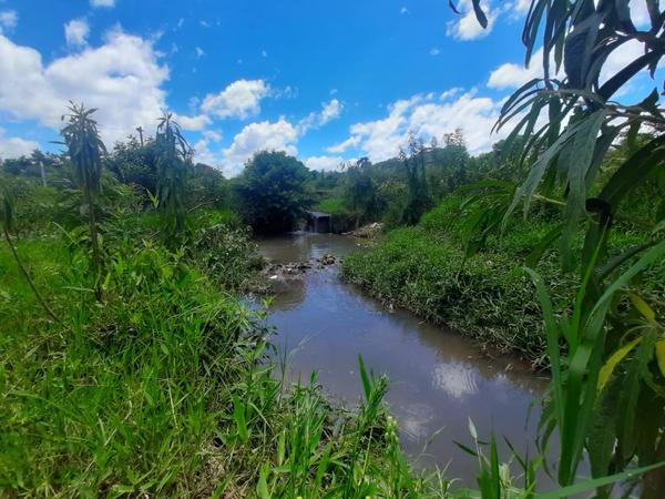 Plantean dar vida a cauce hídrico en Costa Alegre – Prensa 5
