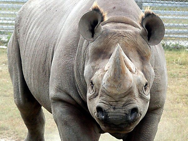 Muere un rinoceronte negro, el más adulto de Norteamérica