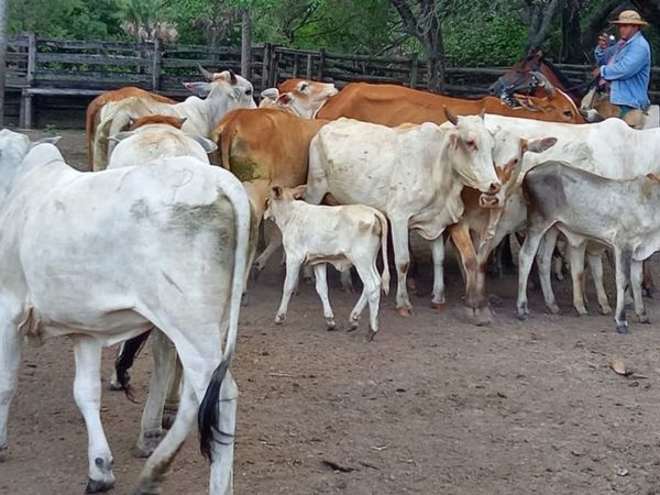 Recuperan animales vacunos robados en el Chaco - Nacionales - ABC Color