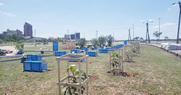 La Nación / Proyecto plantará un árbol por cada muerto de COVID-19 en Brasil