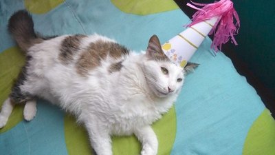 Crónica / El cumple de un michi generó contagios a full