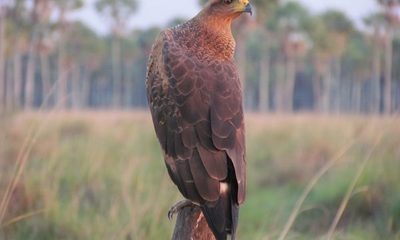 Las aves rapaces del Paraguay