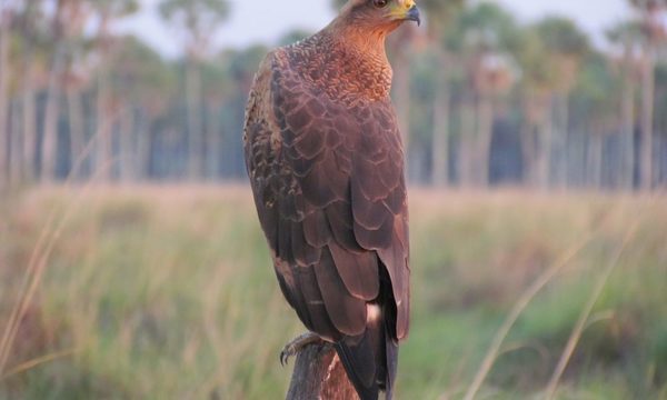 Las aves rapaces del Paraguay