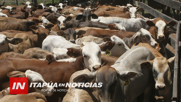 ESPERAN REBROTE DE PASTURAS TRAS LLUVIA PARA ENSILAJE DE ALIMENTO PARA EL GANADO