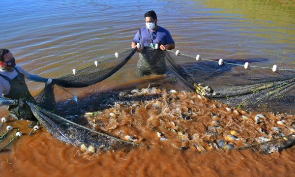 Itaipu ya produjo más de 21 millones de peces en Estación de Acuicultura