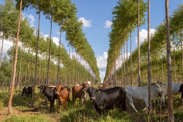 Infona promueve la producción forestal sostenible en el Paraguay | .::Agencia IP::.