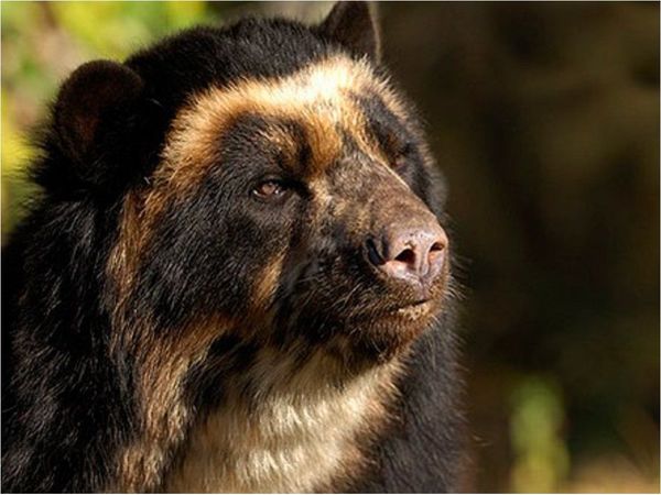 Avistan osos de anteojos en la ciudadela inca de Machu Picchu