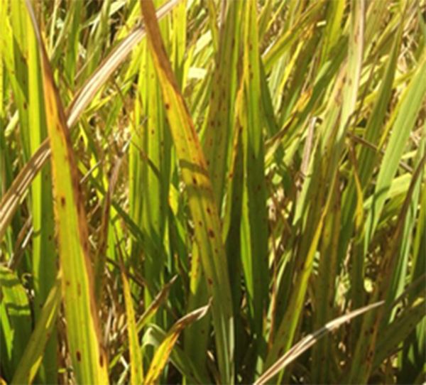 Maleza graminea llamada arroz rojo es fuente de infección para sobrevivencia de hongos que causan enfermedades en arroz