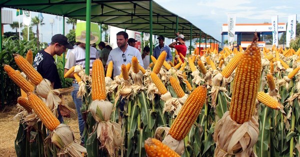 La Nación / Uruguay, un mercado “interesante” para el maíz paraguayo