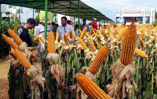 Uruguay, un mercado “interesante” para el maíz paraguayo