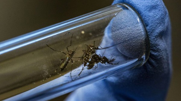 Central registra su primer enfermo de dengue y hay varios casos sospechosos más