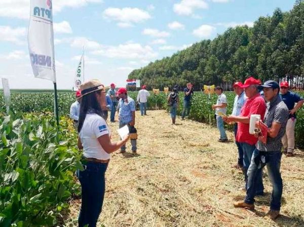 Brasil autoriza cultivo de soja paraguaya