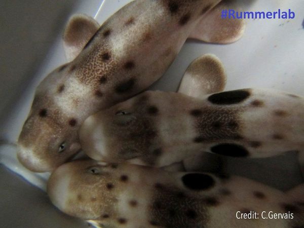 Cambio climático afecta a vitalidad y al tamaño de los tiburones